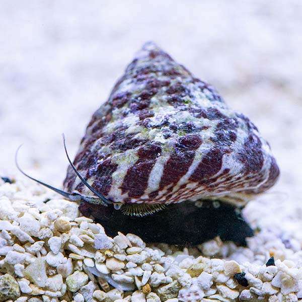 Banded Trochus Snail Banded Trochus Snail